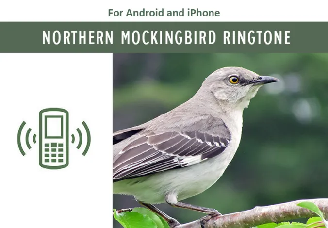 Eminem Mockingbird Ringtone for Android - Free App Download