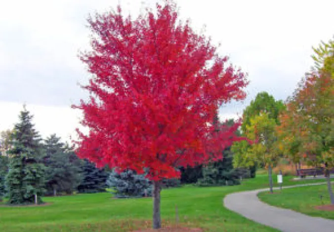 red maple