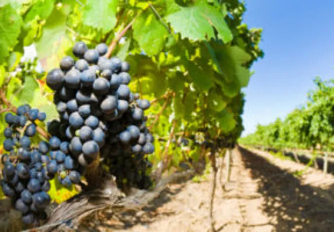 wine_grapes_jpyvw5