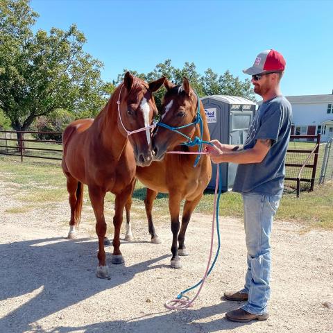 Hopeless to home, rescuing horses from kill pens | IFundWomen