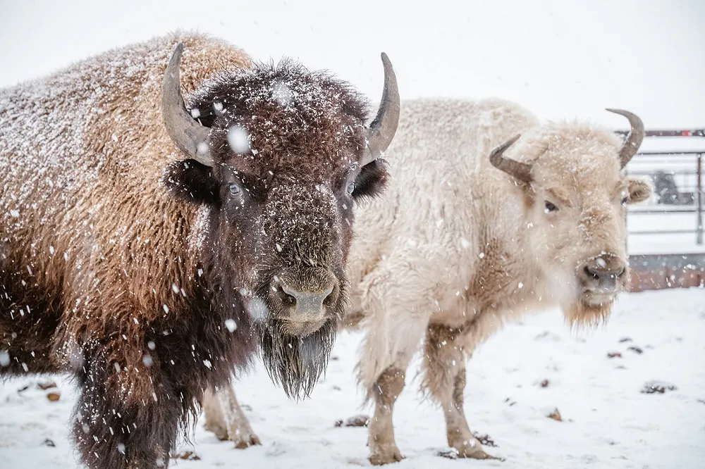 triangle-s-bison