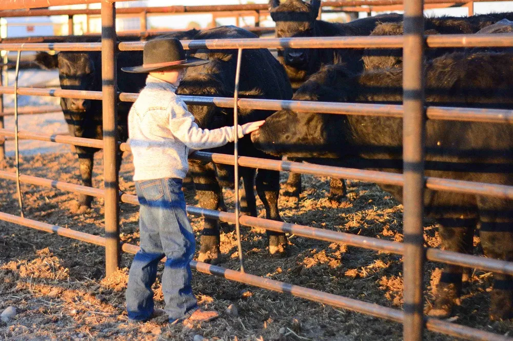 triangle-s-beef-cows-friendly