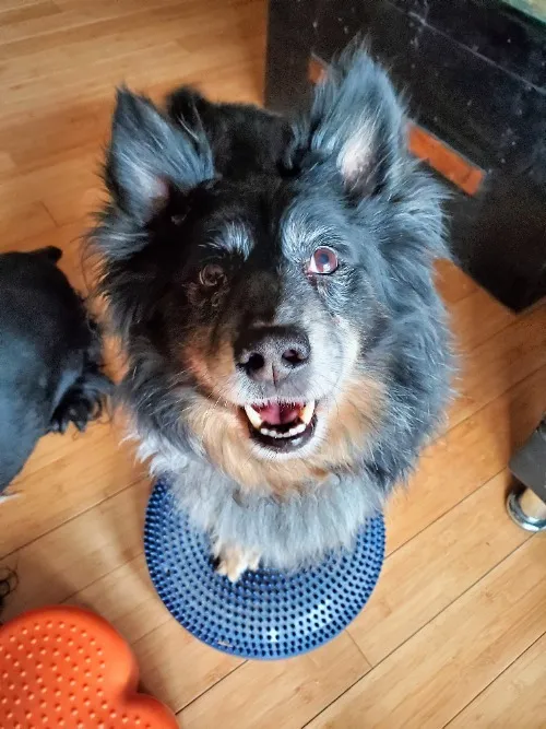 Indy shows off his stuff on the balance disc.