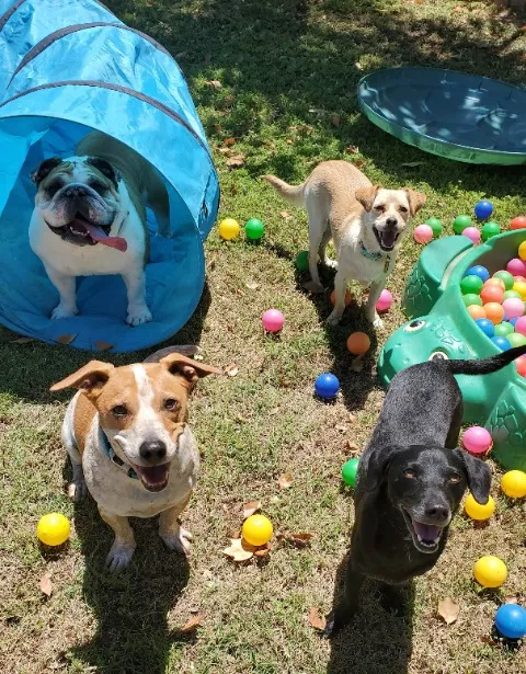 The students having fun exploring a ball pit, tunnels and chutes during their day at the What Dogs Want Enrichment and Learning center.