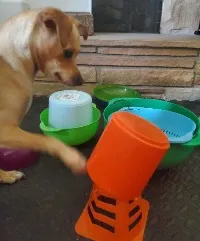 A small chihuahua mix shows his problem solving skills!