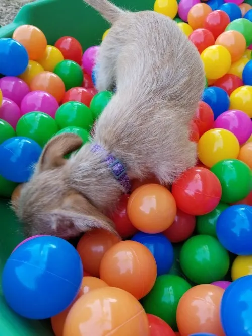 Gwen, a rescue pup, builds confidence and learns focus and problem solving skills looking for treats tossed into a ball pit.