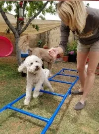 Kaia works on hind-end awareness, focus, and following direction working on an agility ladder.
