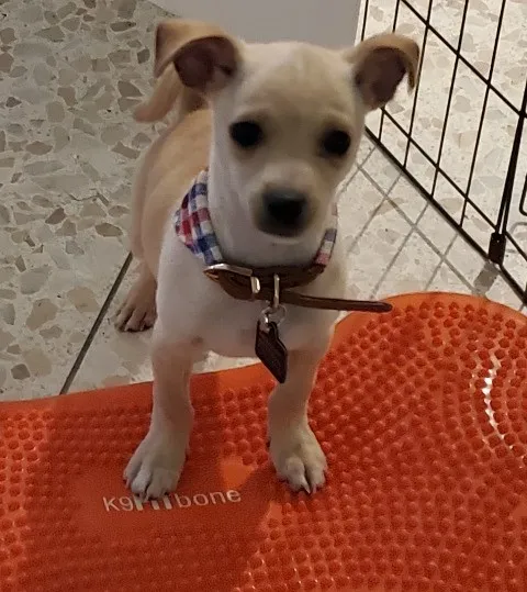 4 month old Obie learning body awareness on the Fitbone.