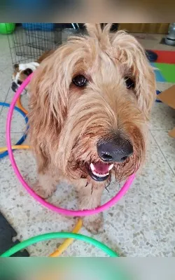 A labradoodle has fun with hula hoops!