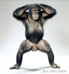 ChimpWatermarked