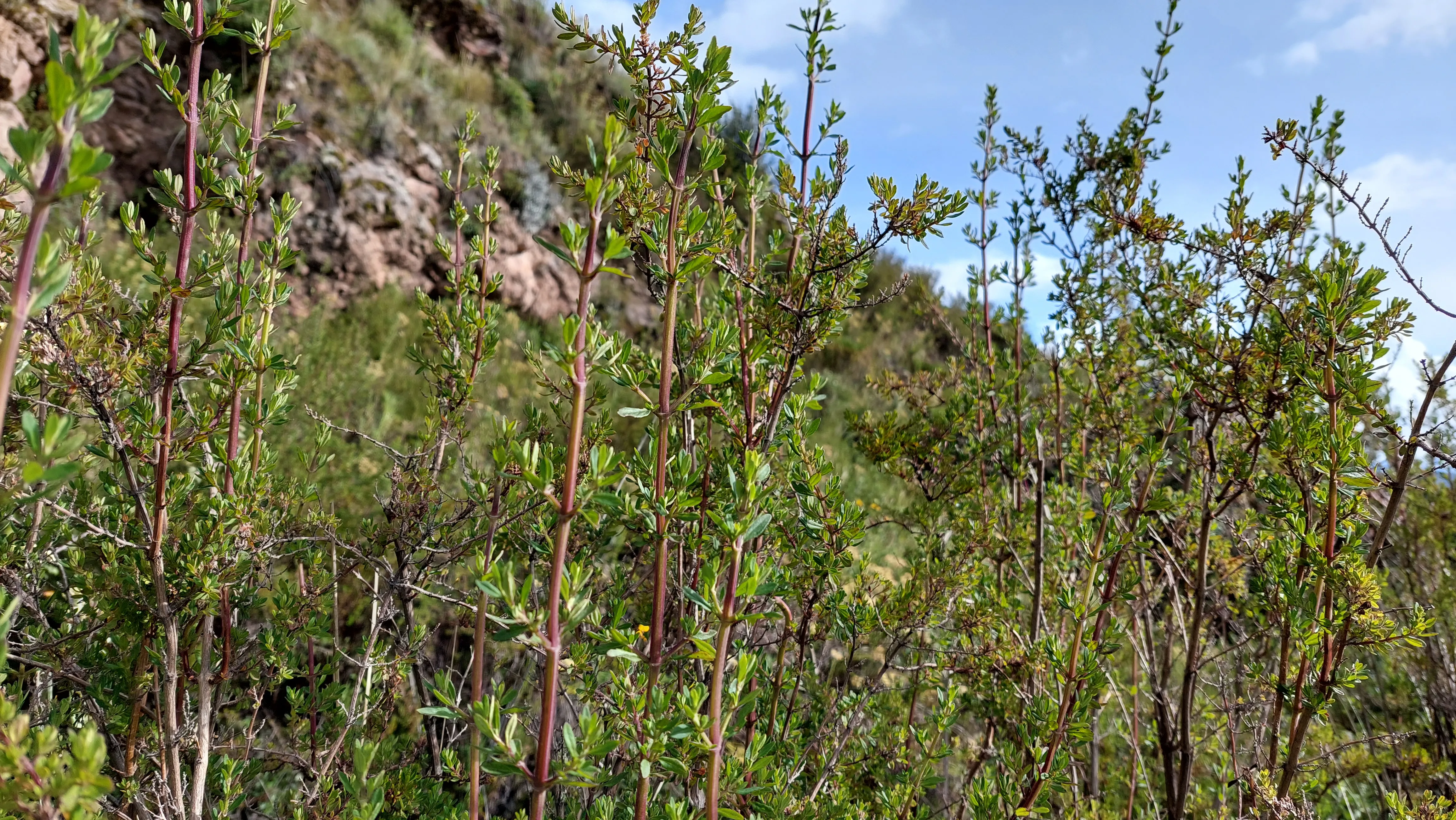 muna plant