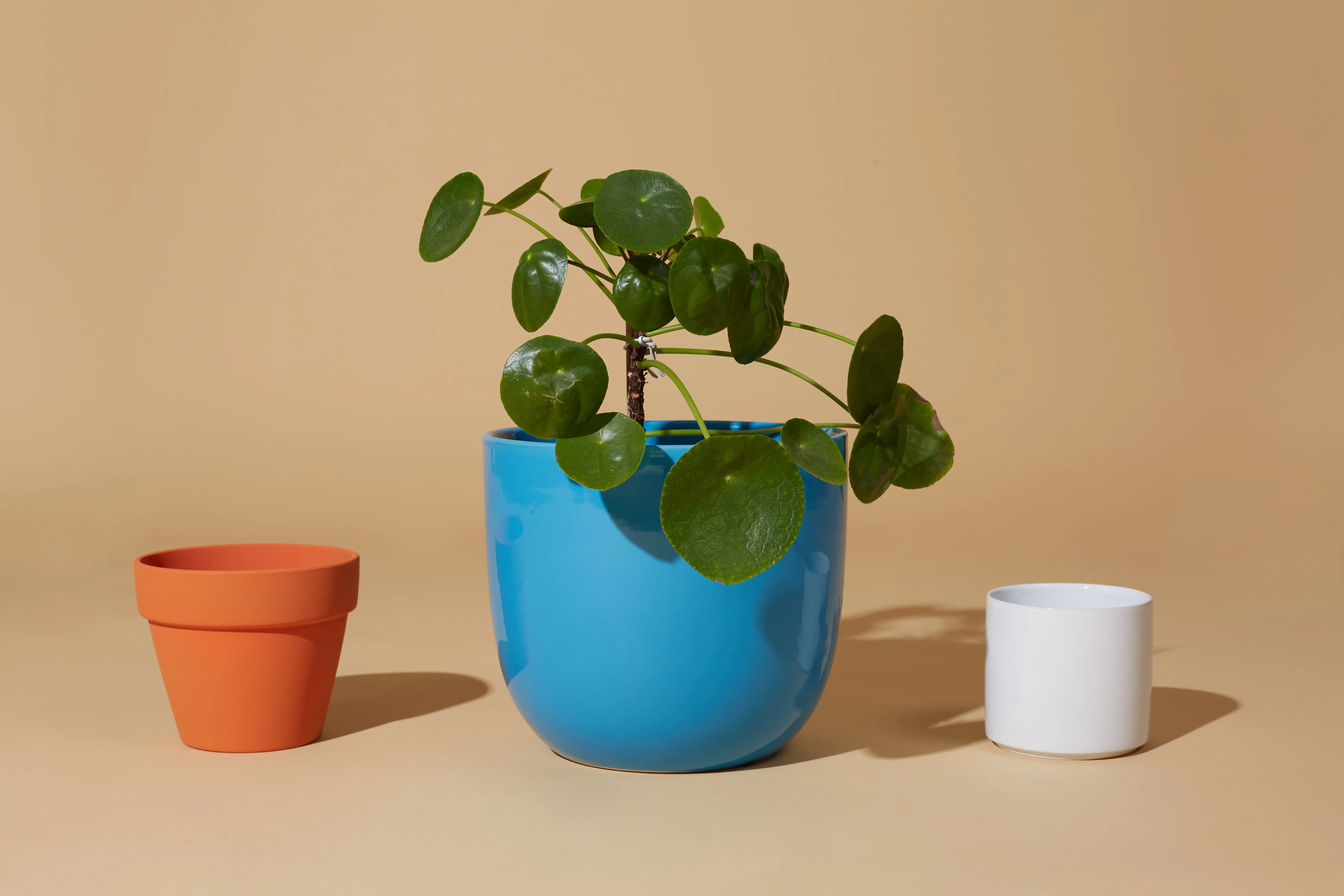 The Mug The Terra and Glossy Cyn