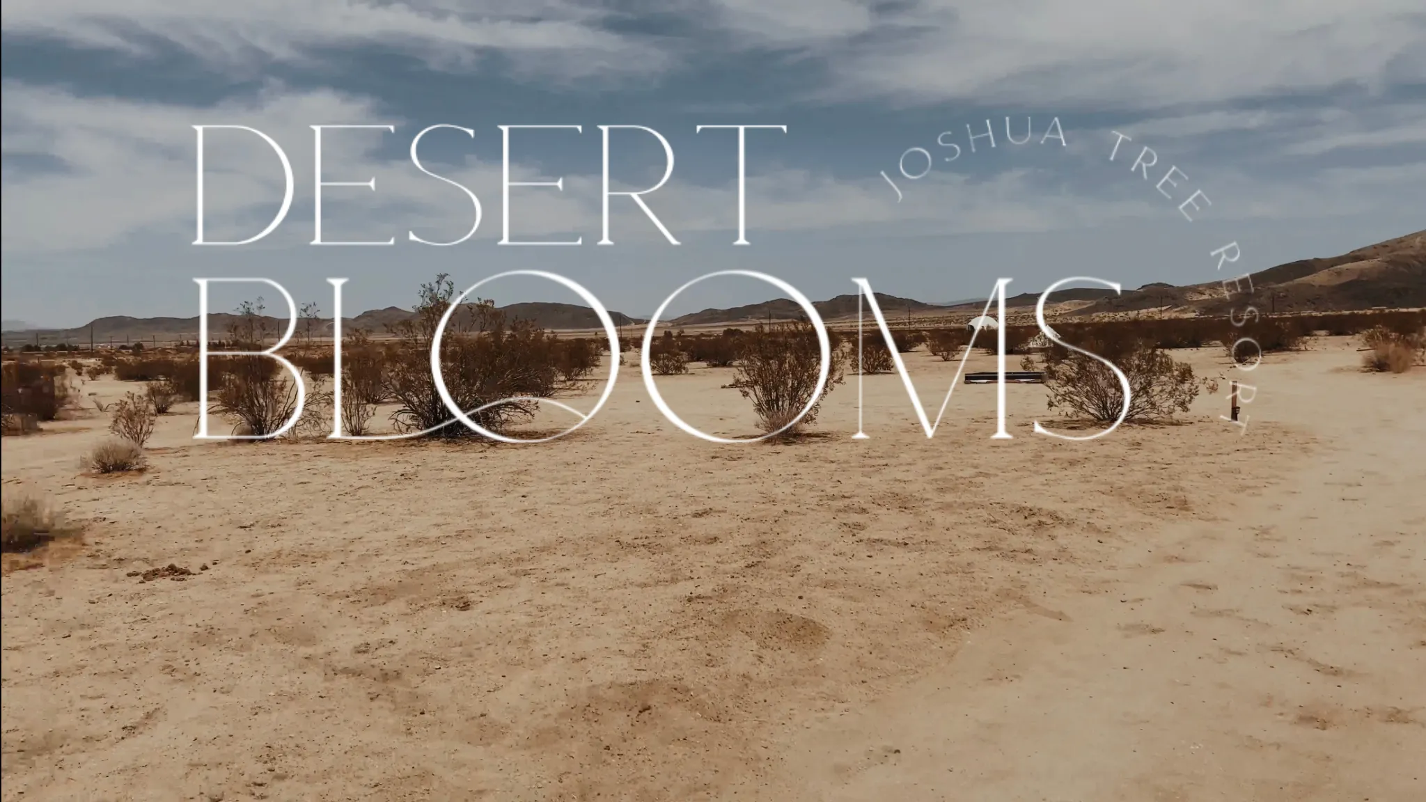 Desert Blooms Joshua Tree