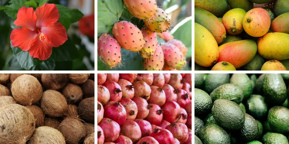 De Mi Tierra Natural Ingredients
