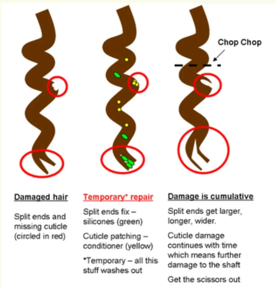 damaged hair diagram